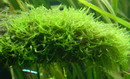 Java Moss